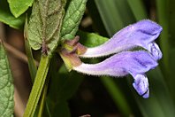 Scutellaria galericulata